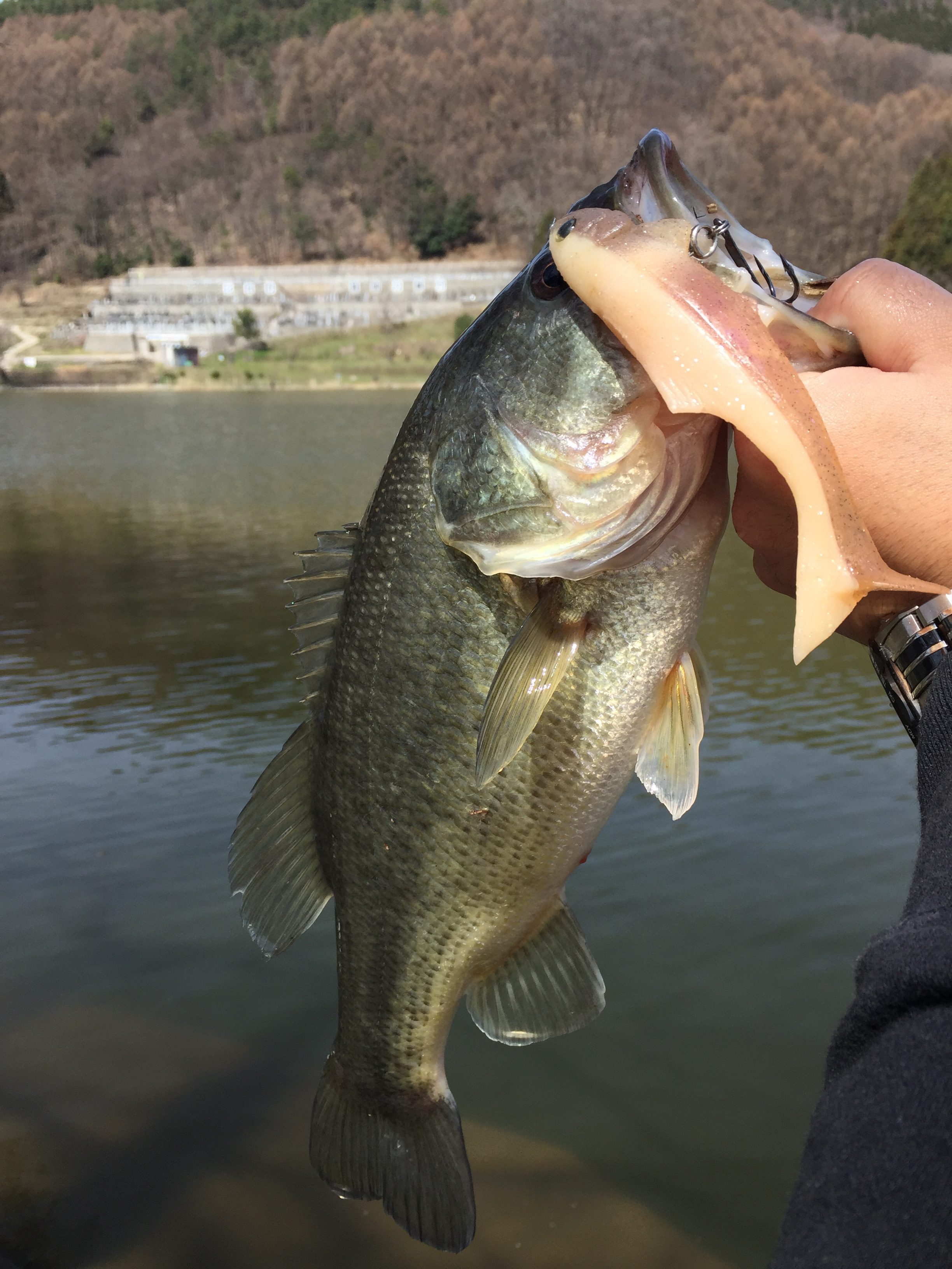 初心者必見 長野県長野市田子池のフィールド紹介 とっつーの週末野尻湖 たまーに海釣り